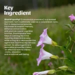 1 Shankhpushpi Powder Mockup