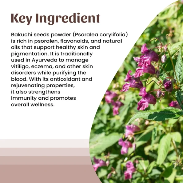4 bakuchi Powder ingredient