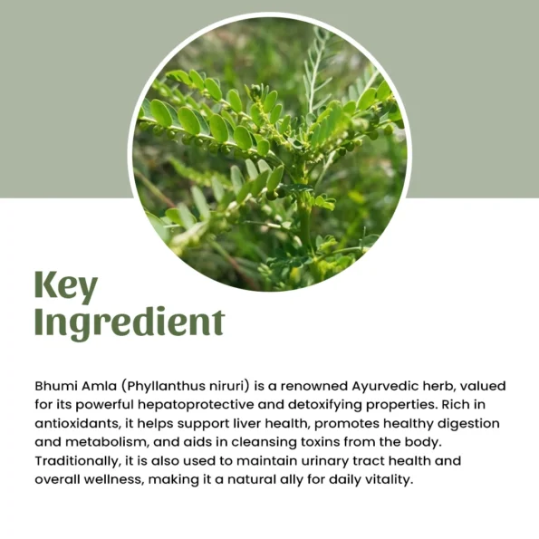 4 bhumi amla powder ingredient