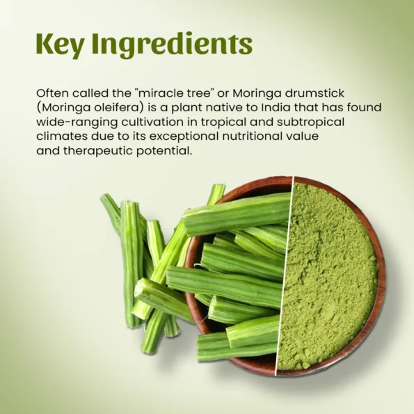 4 lmoringa drumstick powder ingredient