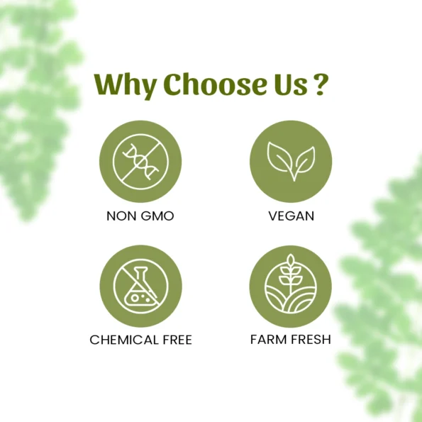 6 moringa leaves why choose us