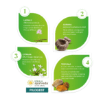 Kerala-Ayurveda-Pilogest-Capsules-–-100-Caps.webp